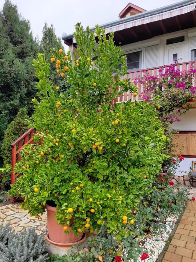 시글리게트 Rozsakert Vendeghaz B&B 외부 사진